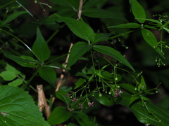 Galium latifolium