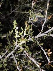 Cercocarpus ledifolius