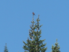 Leucosticte tephrocotis