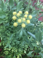 Levisticum officinale