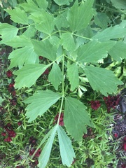 Levisticum officinale