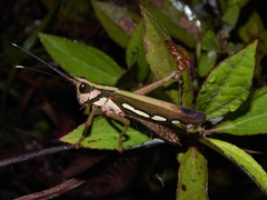 Aeolacris octomaculata