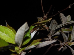 Aeolacris octomaculata