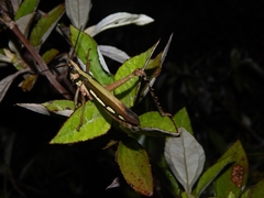 Aeolacris octomaculata