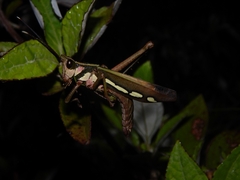 Aeolacris octomaculata