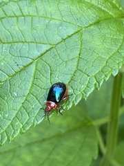 Kuschelina gibbitarsa