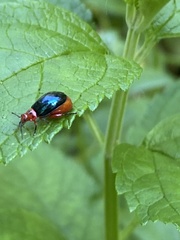 Kuschelina gibbitarsa