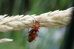 Rhagonycha fulva