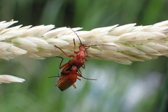 Rhagonycha fulva