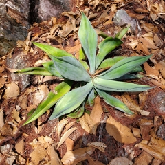 Agave bovicornuta