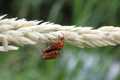 Rhagonycha fulva