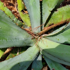 Agave bovicornuta