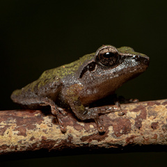 Pseudophilautus amboli