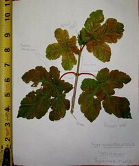 Acer pseudoplatanus