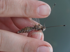 Ululodes quadripunctatus