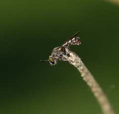 Cerotainia macrocera