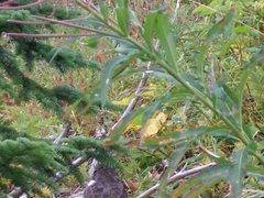 Dendragapus fuliginosus