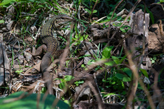 Aspidoscelis costatus