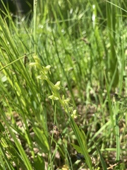 Platanthera stricta
