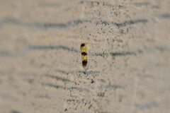 Erythroneura integra