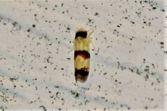Erythroneura integra