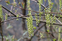 Stachyurus himalaicus
