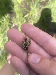 Carex pluriflora
