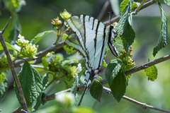 Protographium epidaus tepicus