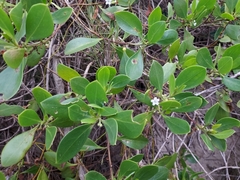 Myoporum boninense