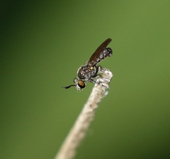 Cerotainia macrocera