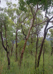 Corymbia erythrophloia