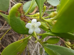Myoporum boninense