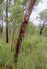 Corymbia erythrophloia