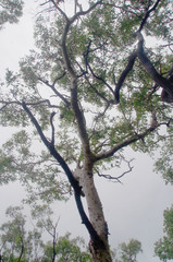 Corymbia erythrophloia