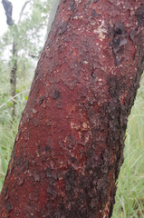 Corymbia erythrophloia
