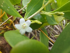 Myoporum boninense