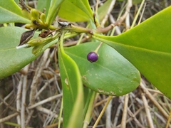 Myoporum boninense
