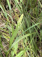 Platanthera dilatata