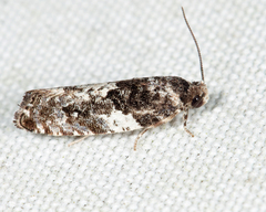 Gypsonoma adjuncta