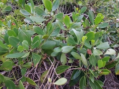 Myoporum boninense