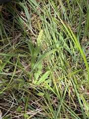 Platanthera dilatata