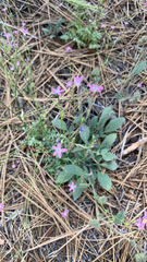 Gilia leptantha purpusii