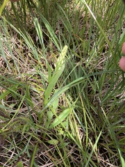Platanthera dilatata