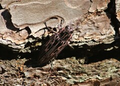 Chalcophora mexicana