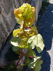 Acer pseudoplatanus
