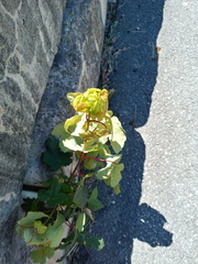 Acer pseudoplatanus