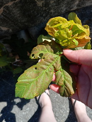 Acer pseudoplatanus