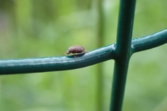 Coleoptera