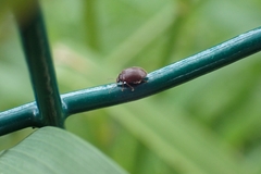 Coleoptera