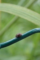 Coleoptera